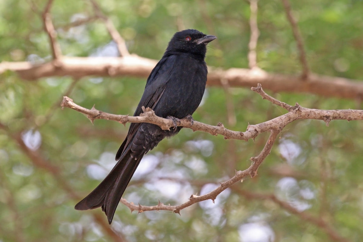 Drongo à queue fourchue