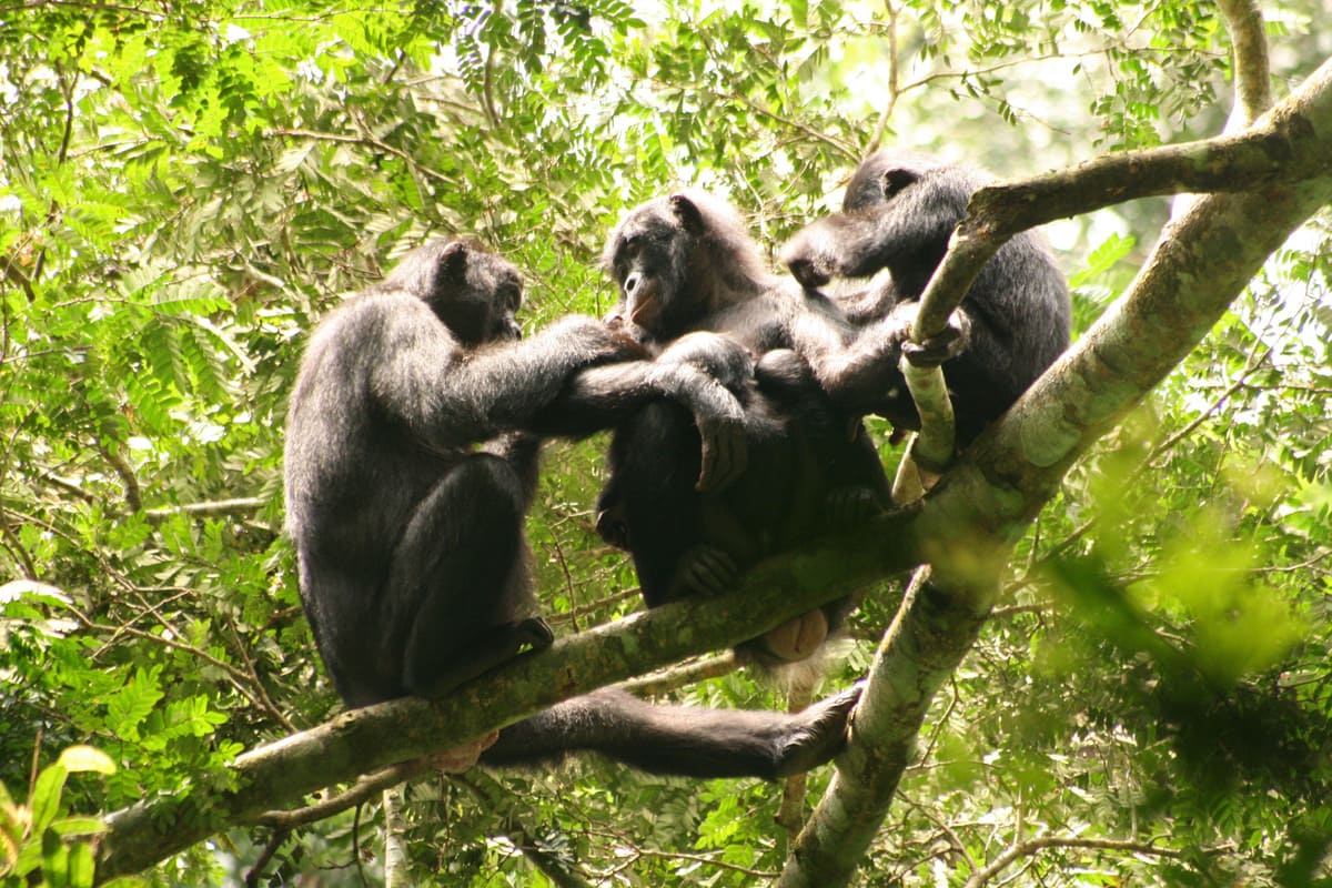 Bonobo