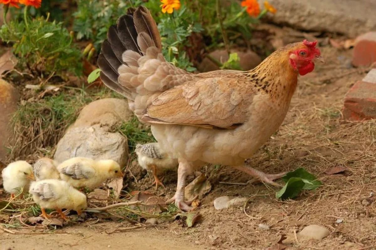 La-famille-poule
