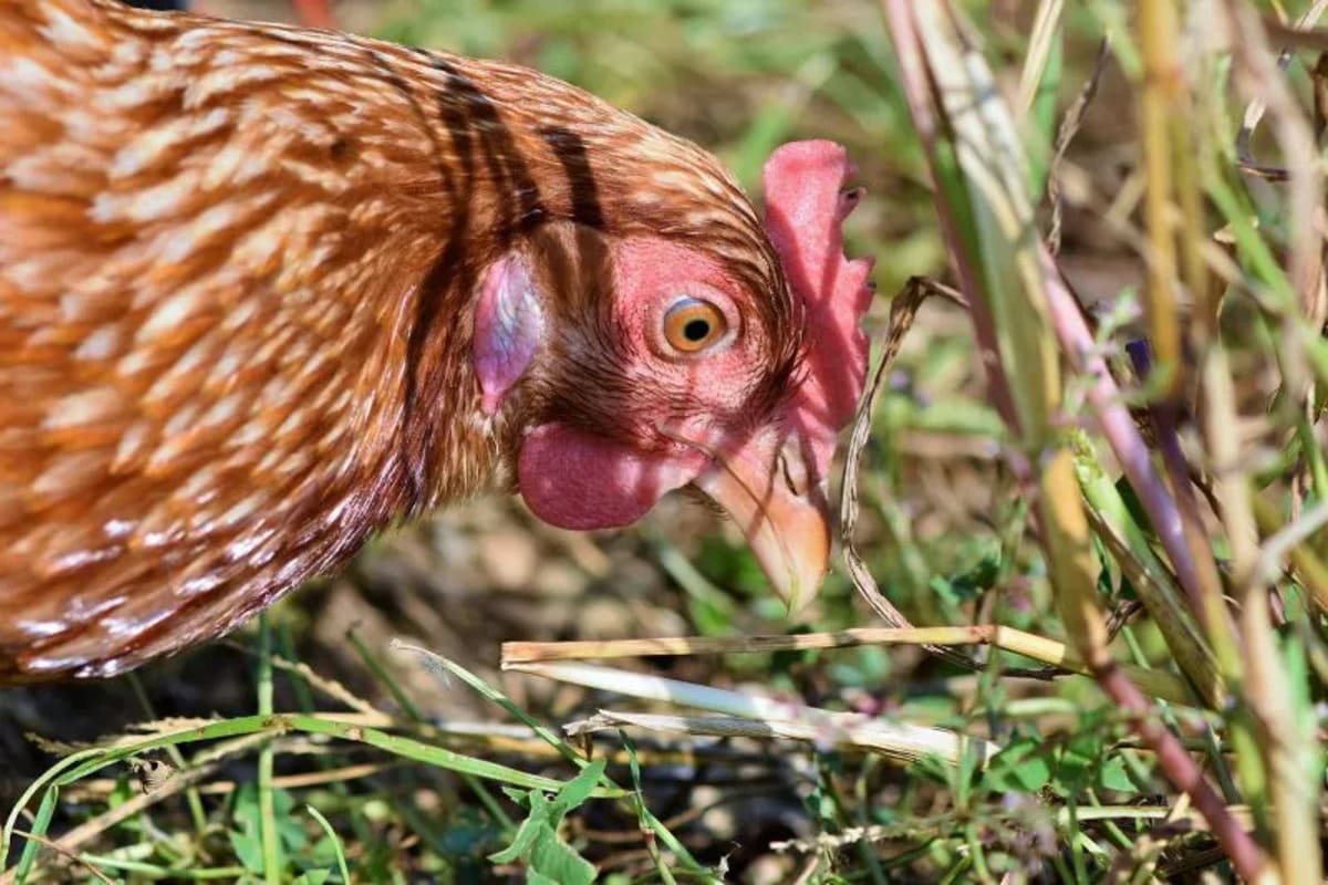 Le-genie-de-la-poule