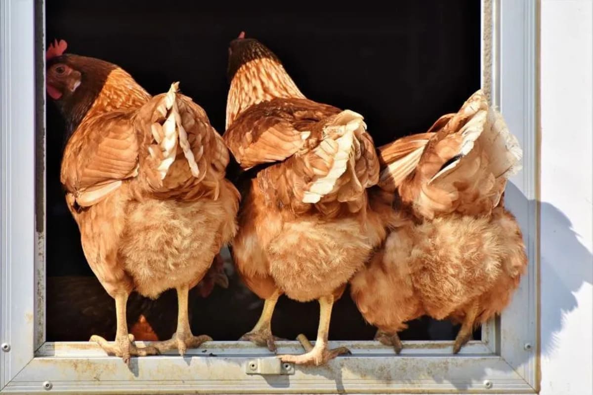 Les-poules-sont-des-strateges