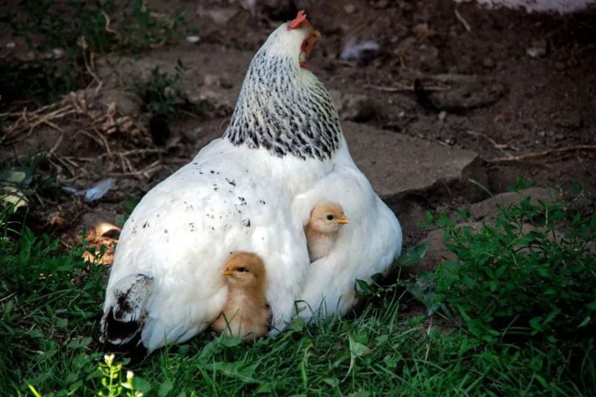 Les-poussins-savent-compter