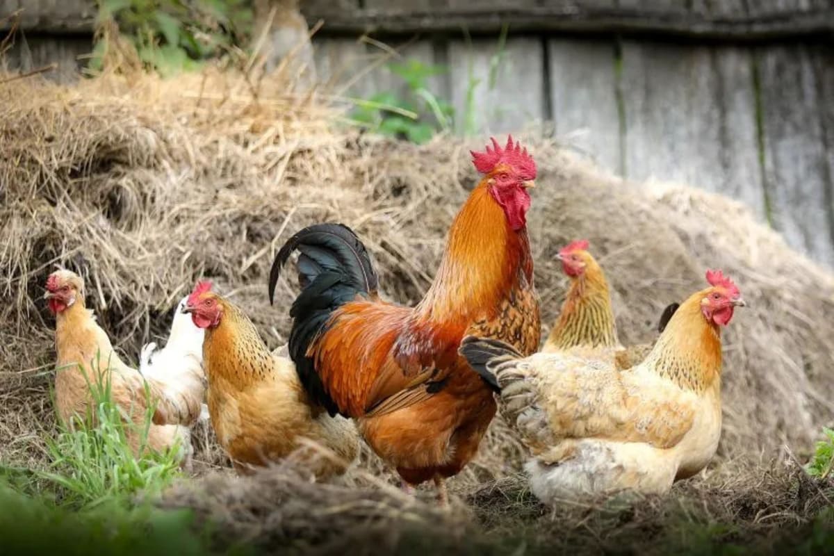 Quand-les-poules-se-partagent-les-infos