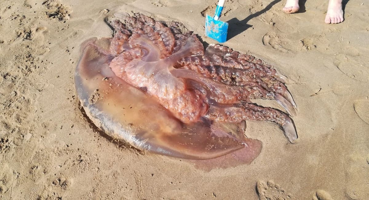 Rhizostoma-octopus-echouee