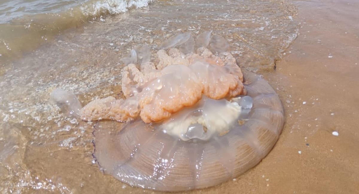 Rhizostoma-pulmo-echouee