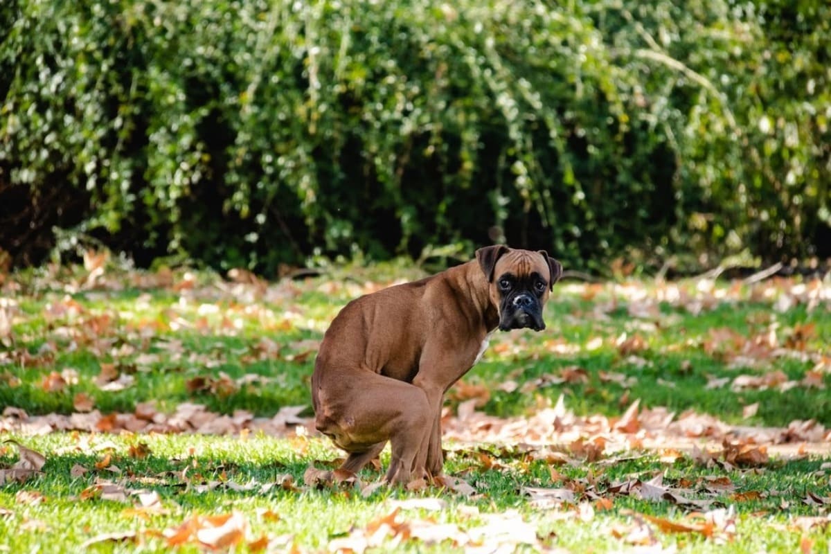 besoins-chien