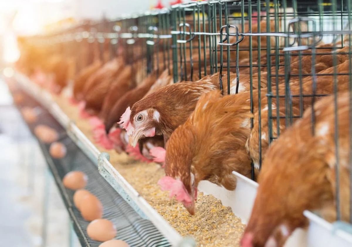 bien-être-animal-inteligencia-artificial-investigacion-gallinas-emocion-feliz-miedo