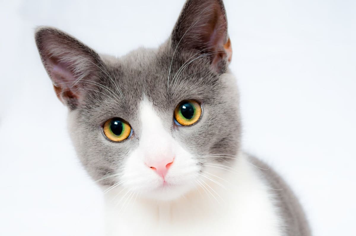 chat-animal de compagnie-animal domestique
