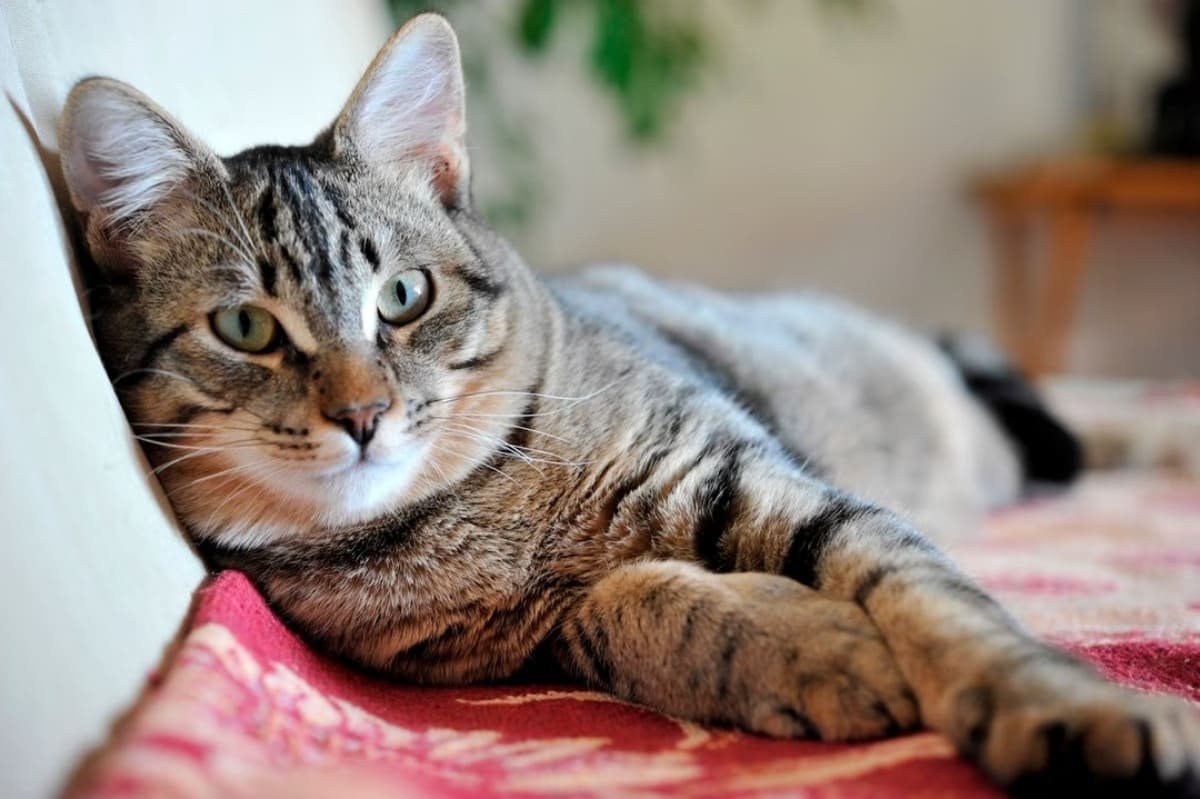chat-europeen