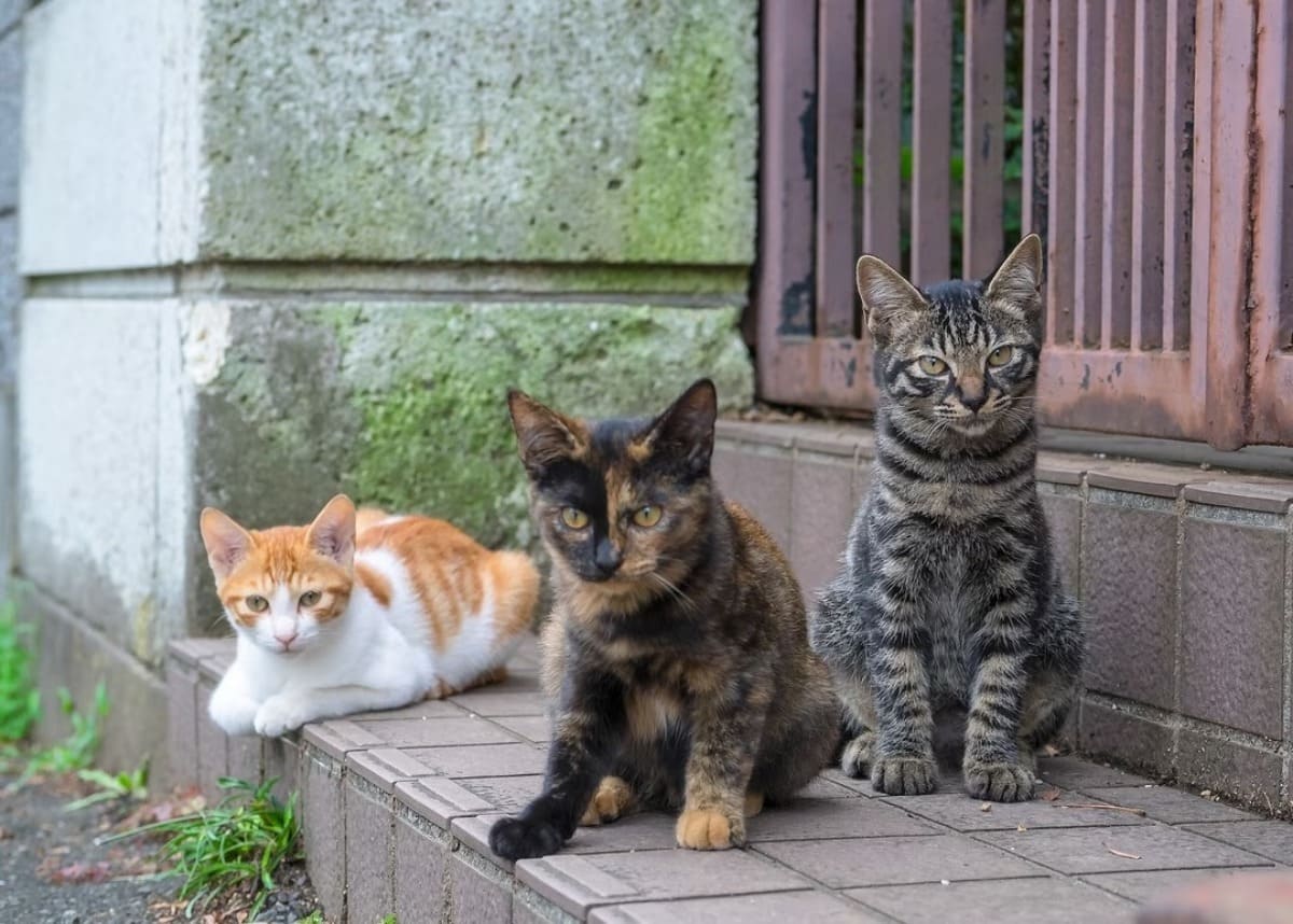 chats-gouttière