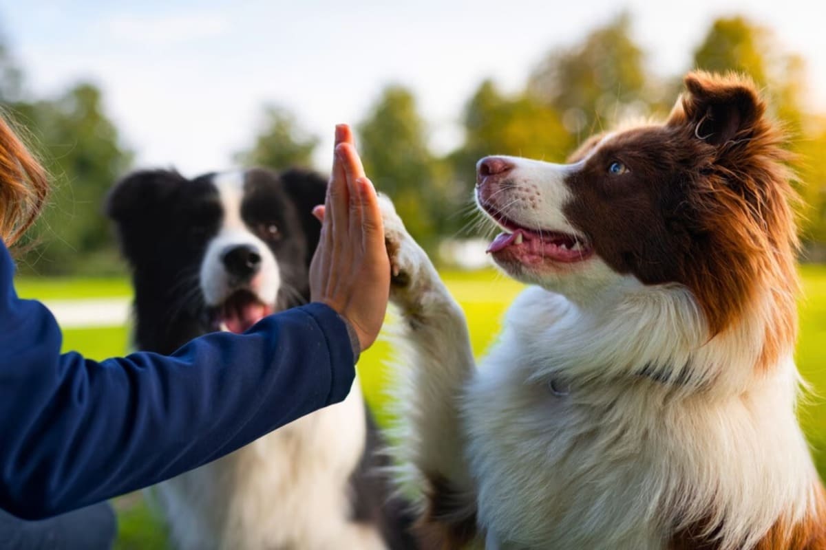 chiens-comportement-odeurs-