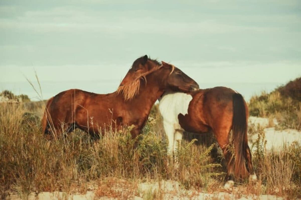 Chevaux
