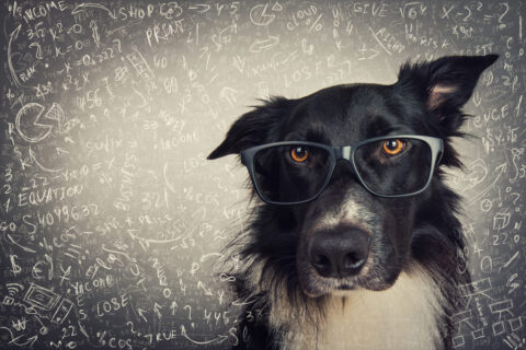 chien