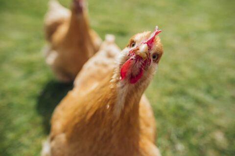 poule
