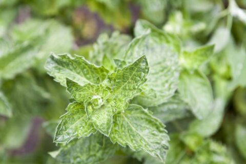 plante aromatique