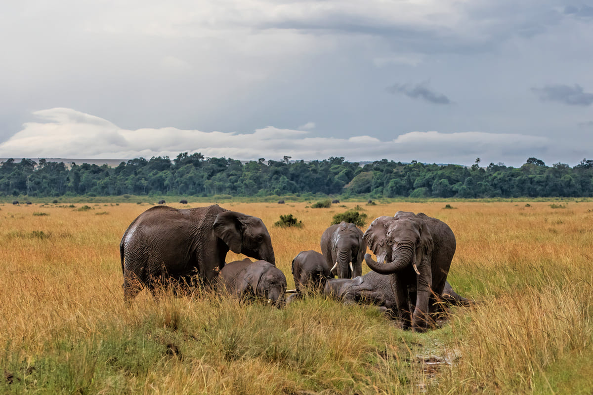 éléphants