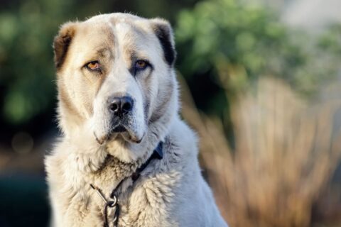 chien
