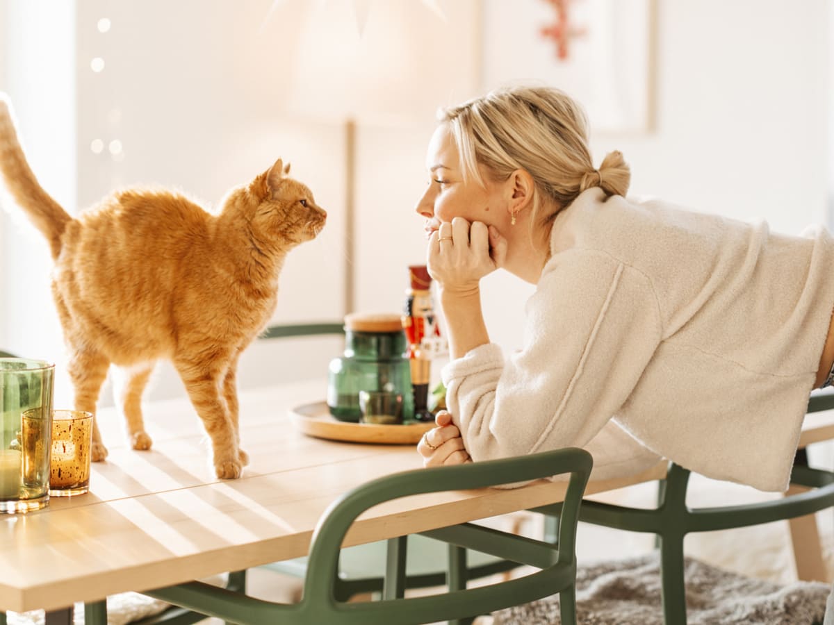 chat