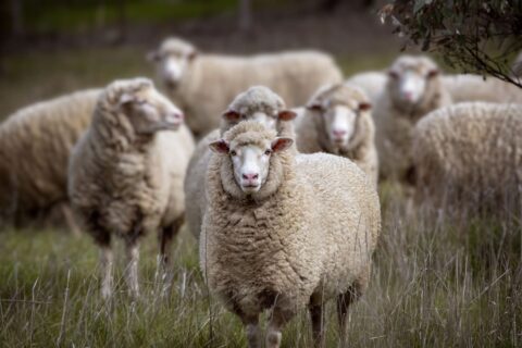 mouton