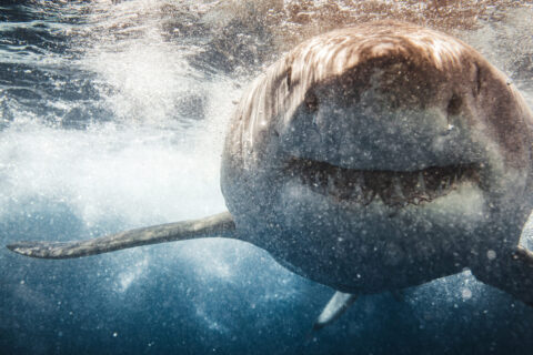 requins