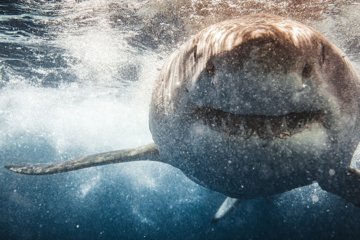 requins