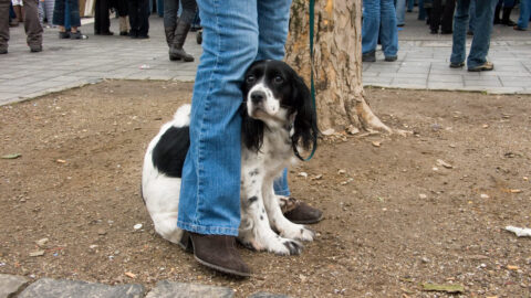 chien