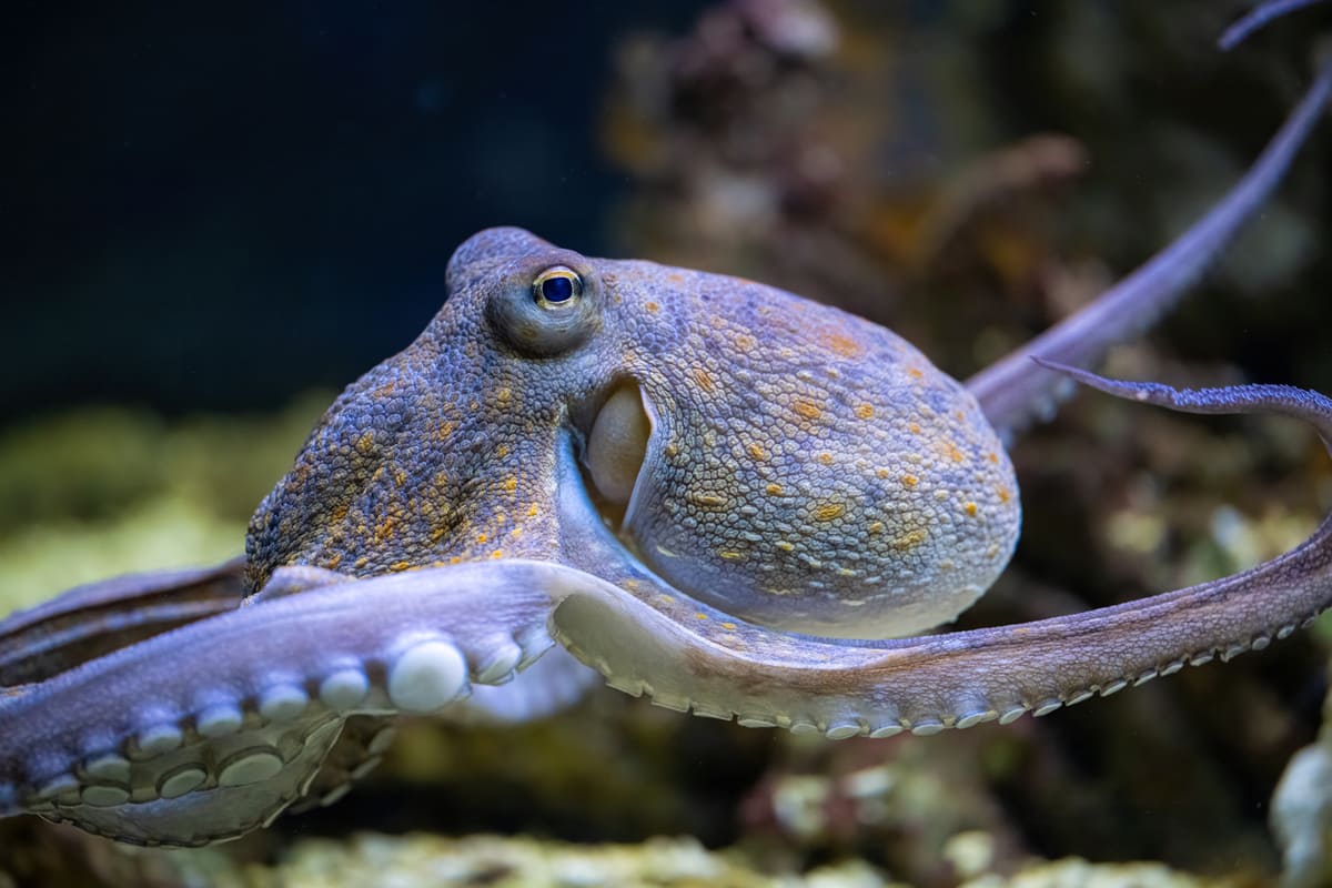 octopus