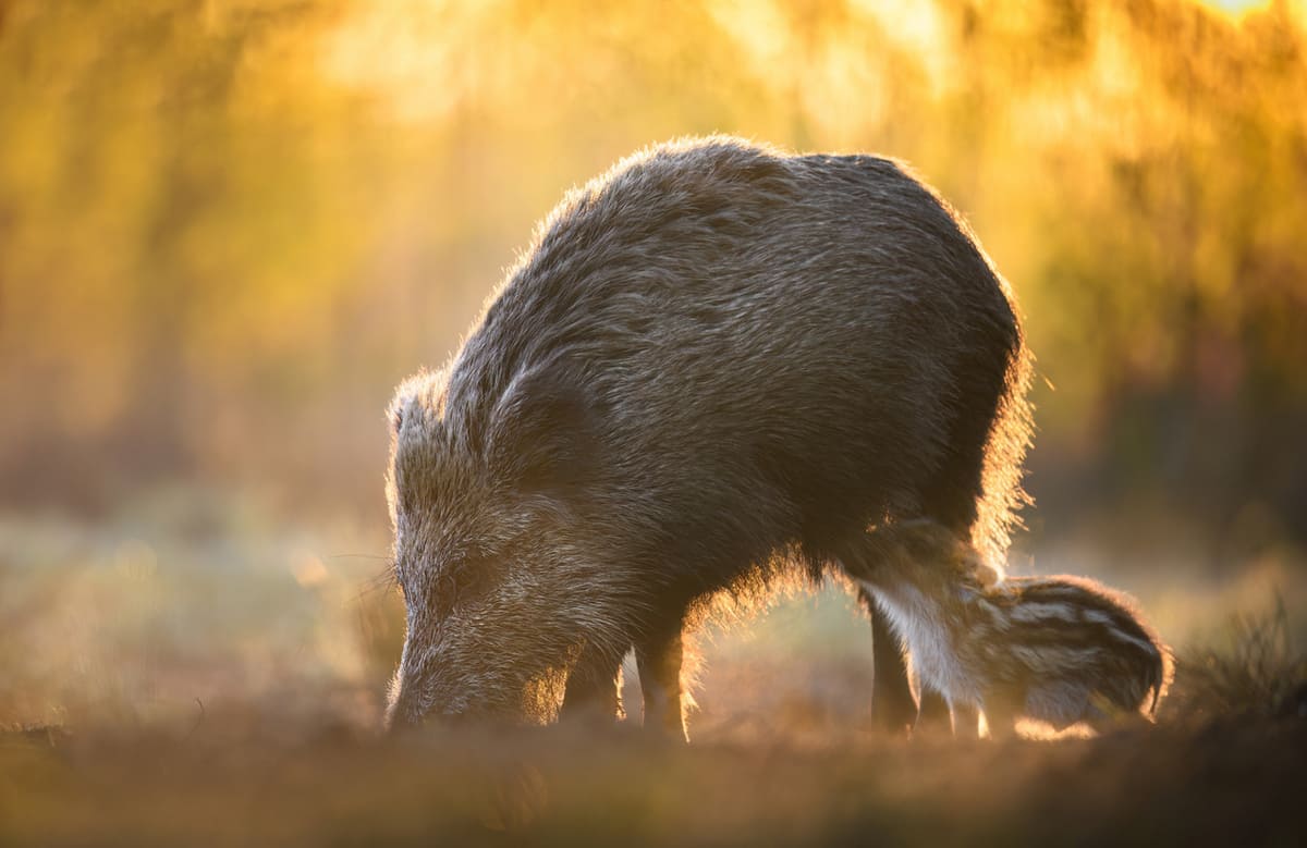femelle du sanglier
