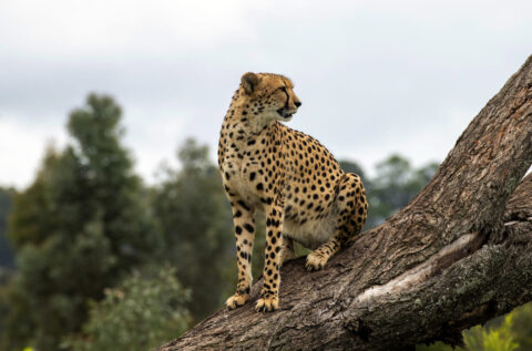 guépard