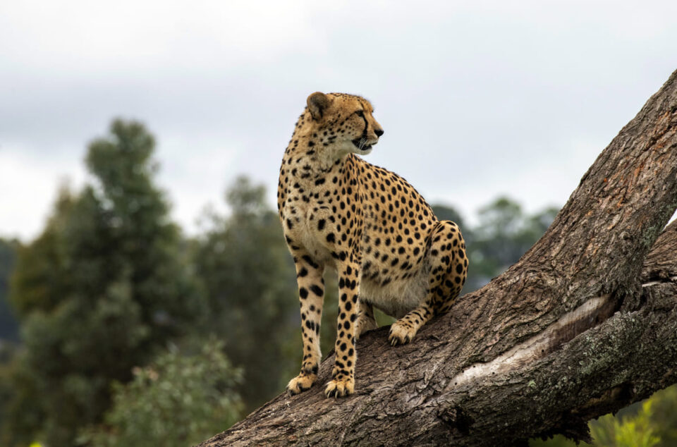 guépard