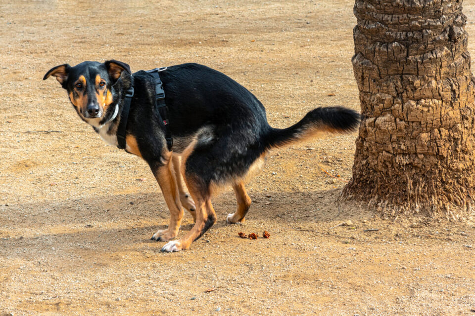 chien