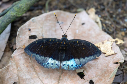 papillons