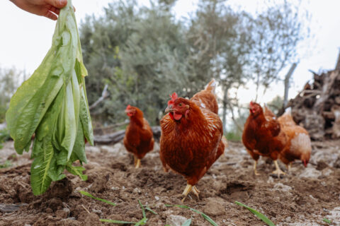 poulets