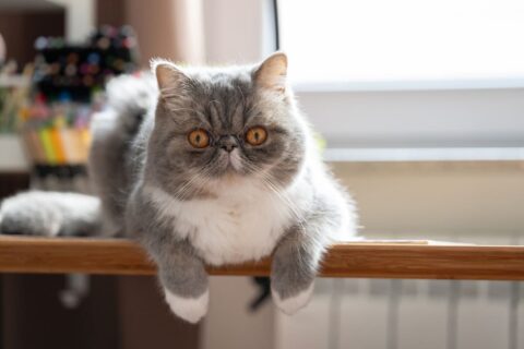chat