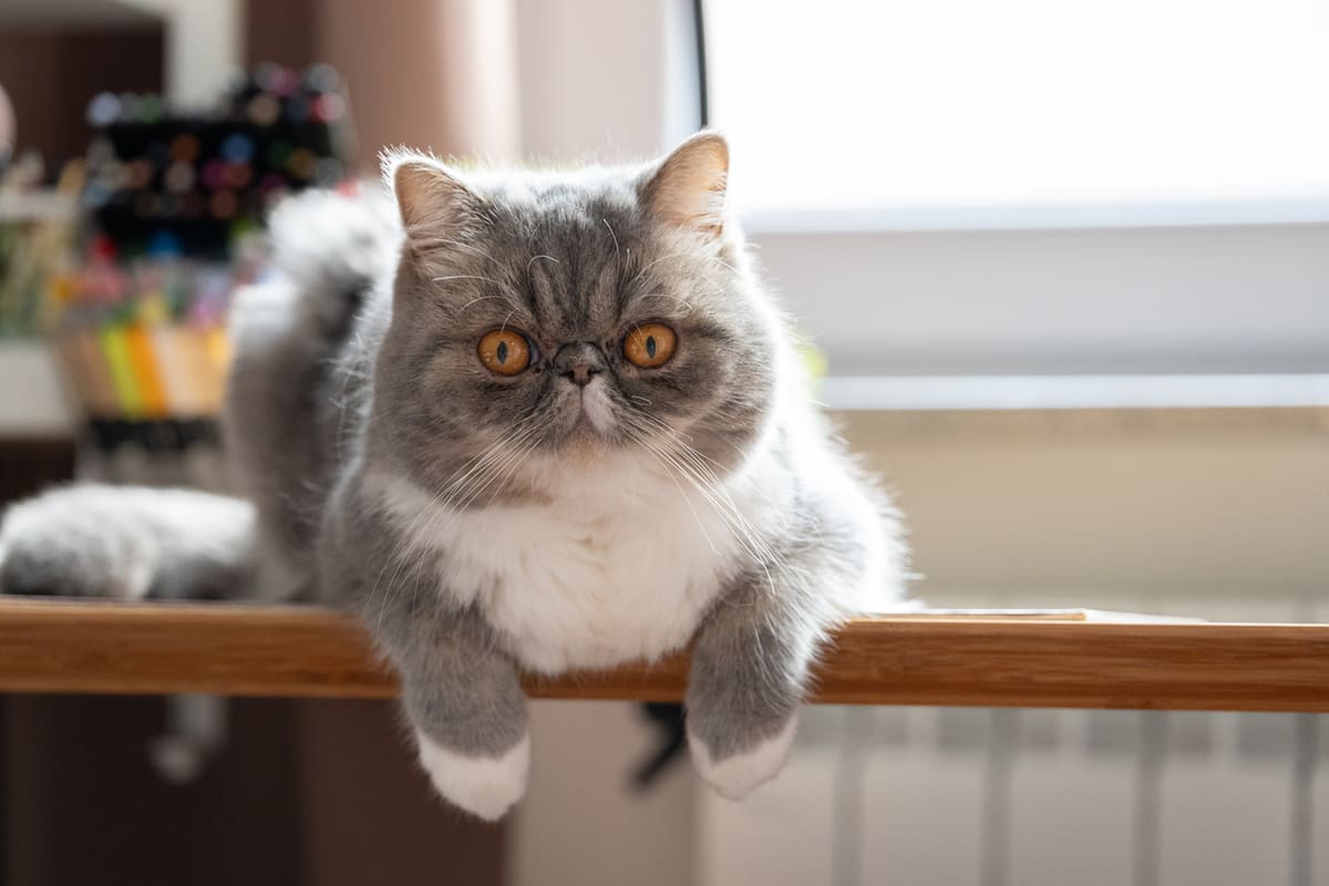 chat