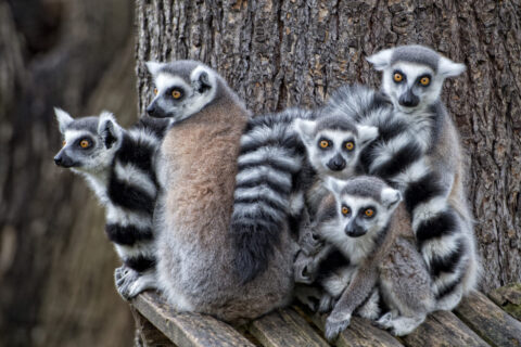 animaux