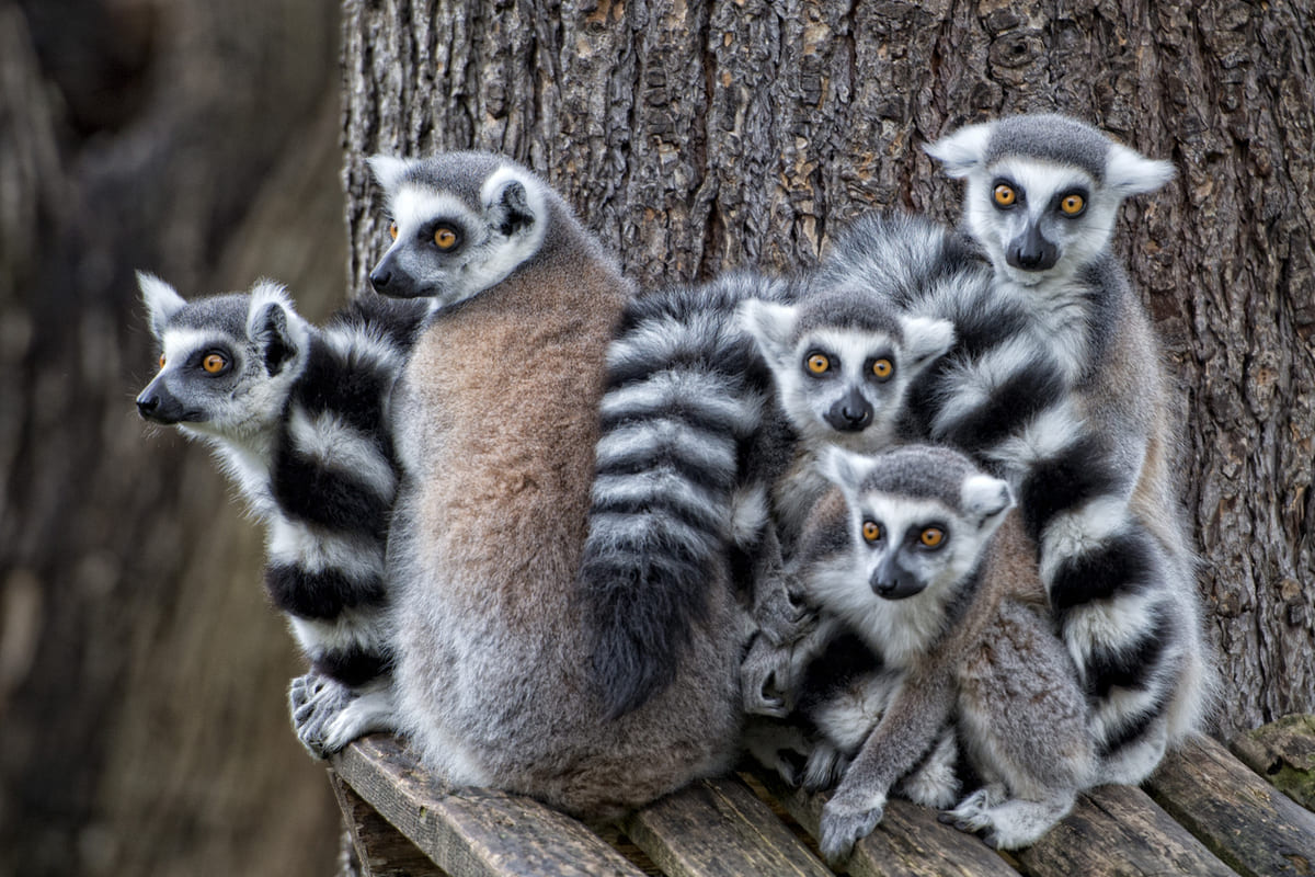 animaux