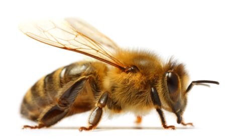 abeilles