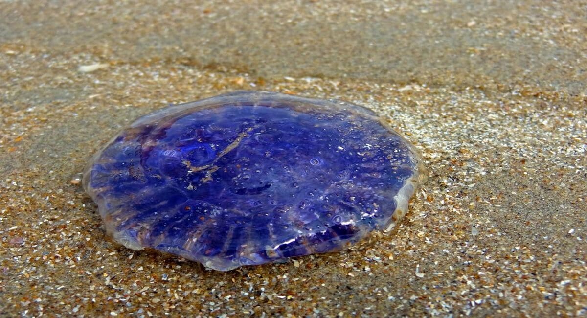 meduse-bleue