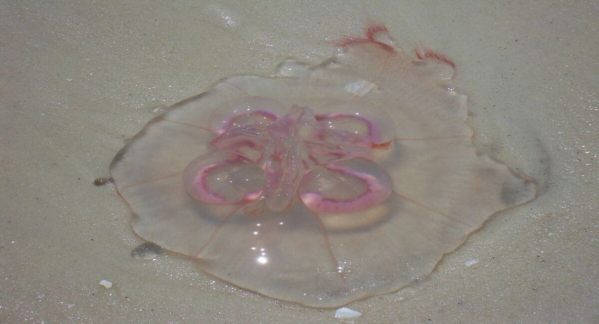 meduse-commune-Aurelia-aurita