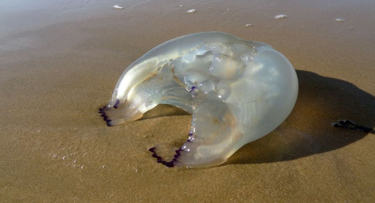 meduse-morte-plage