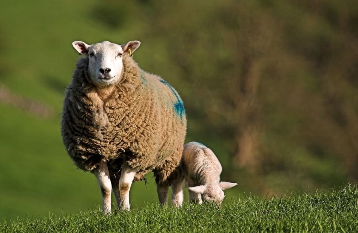 mouton-brebis