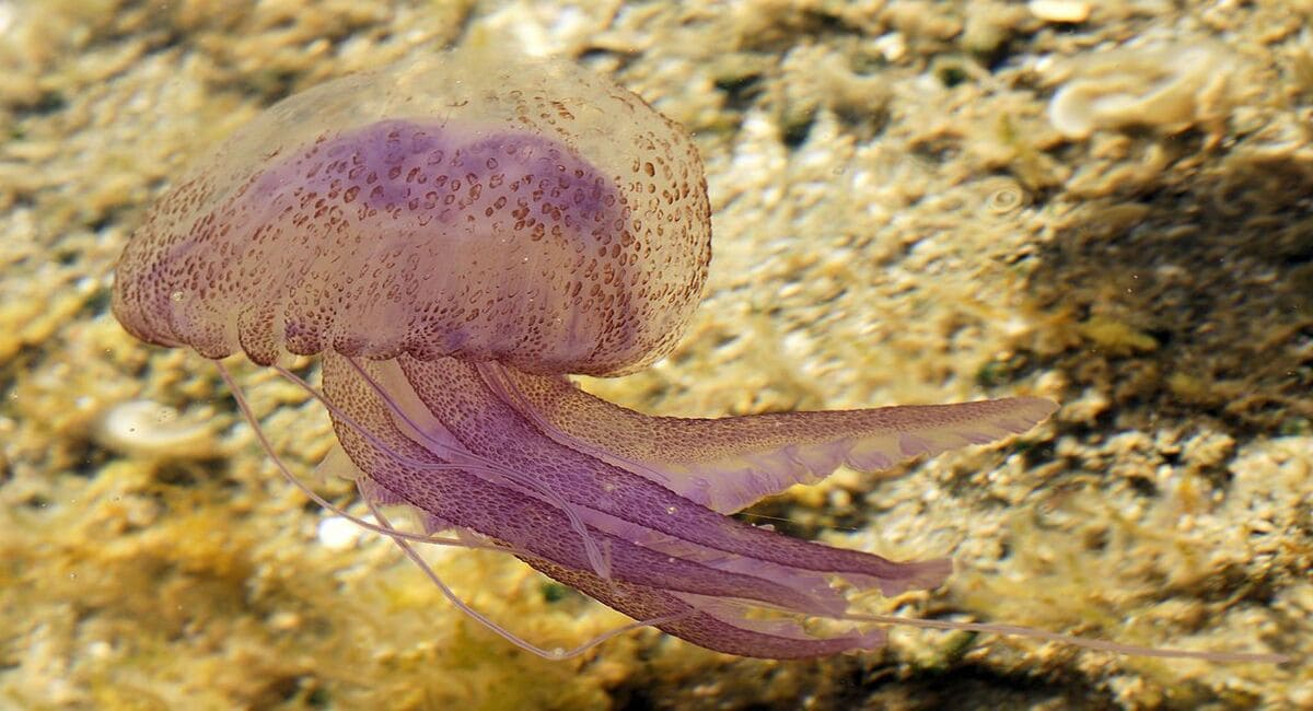 pelagia-noctiluca