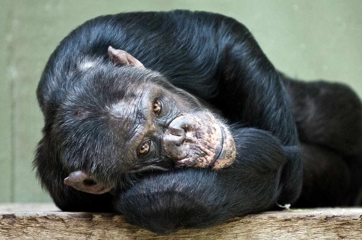 Chimpanzé
