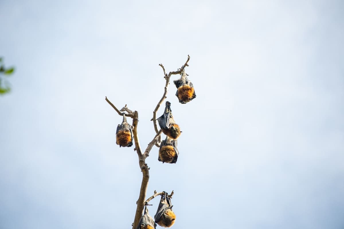 chauves-souris frugivores
