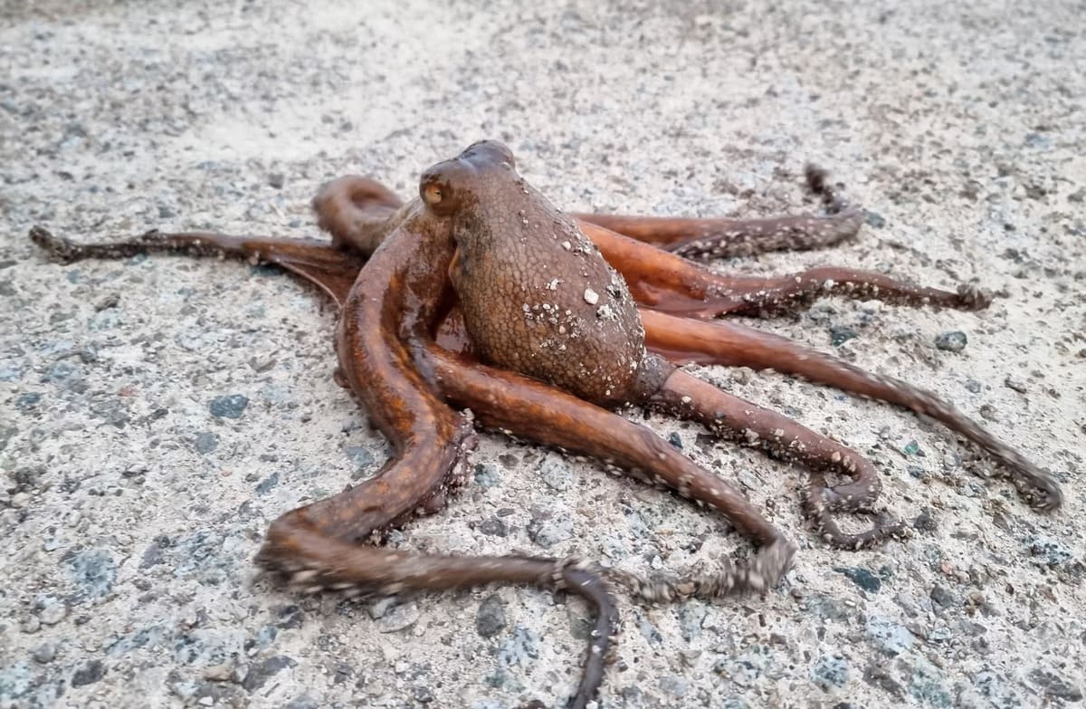 Octopus