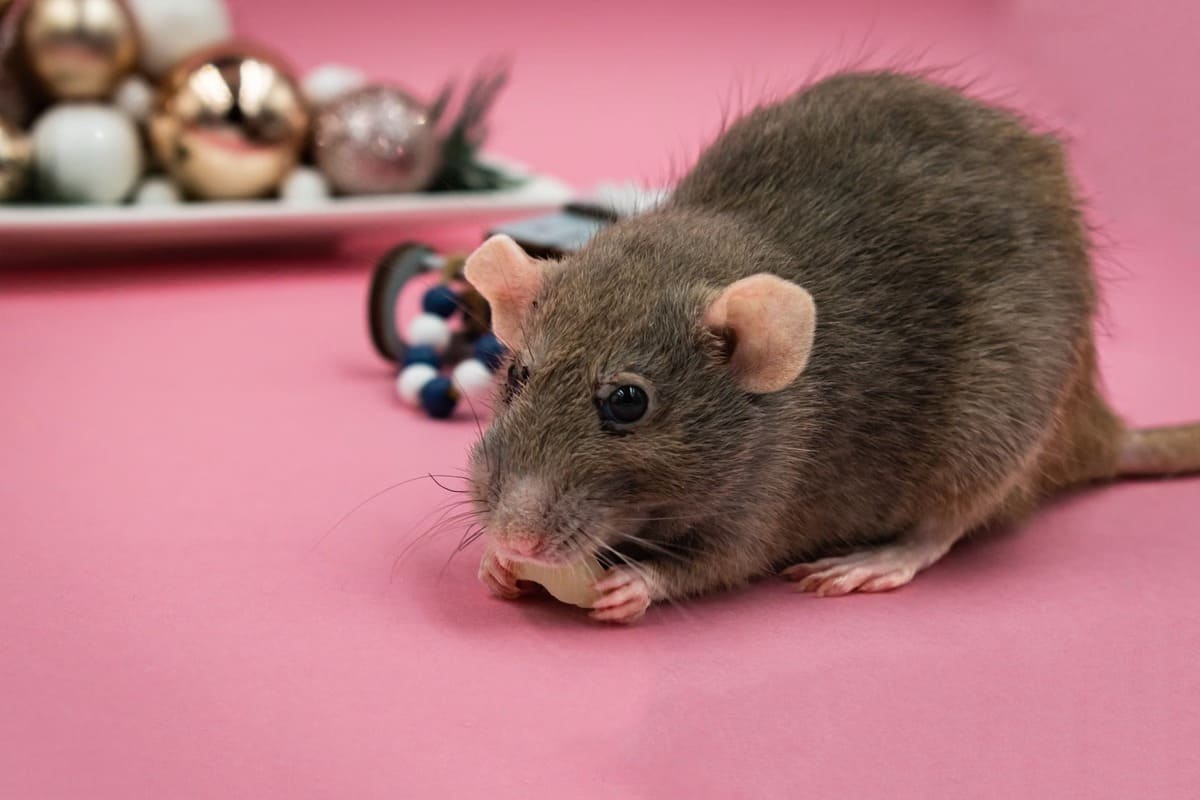 rat