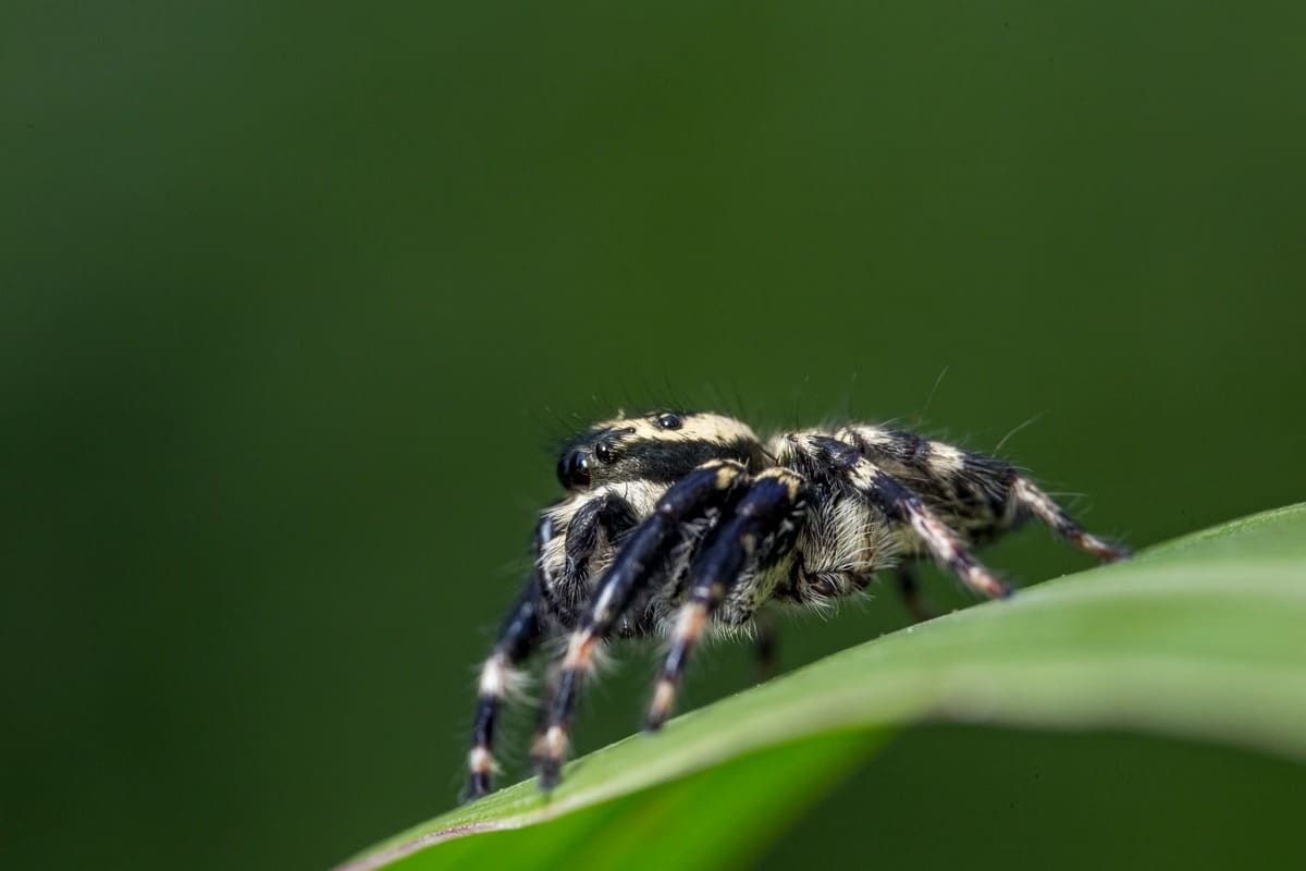 Araignée Cyclosa