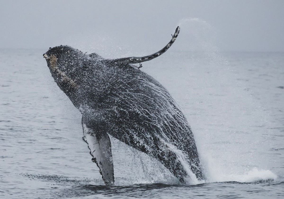 baleines à bosse