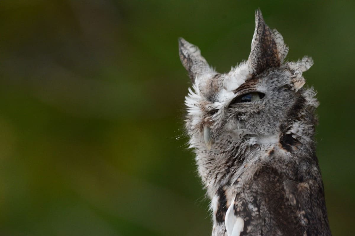 hibou